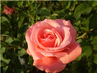 e5d9cc9e-Picture 3232.jpg